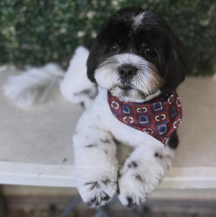 Shih tzu blanco y negro con pañoleta después de su corte