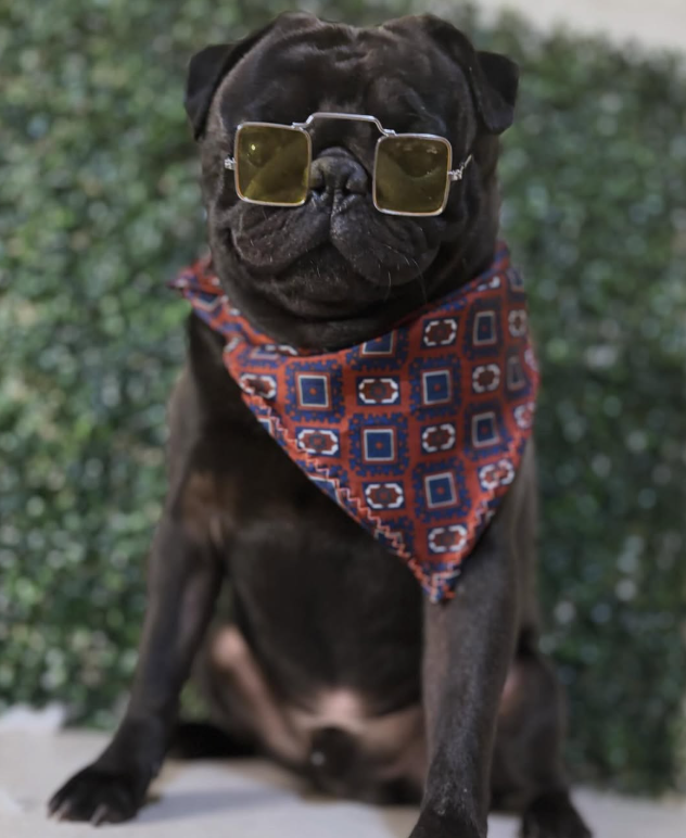 Pug negro con lentes y pañoleta, accesorios para mascotas