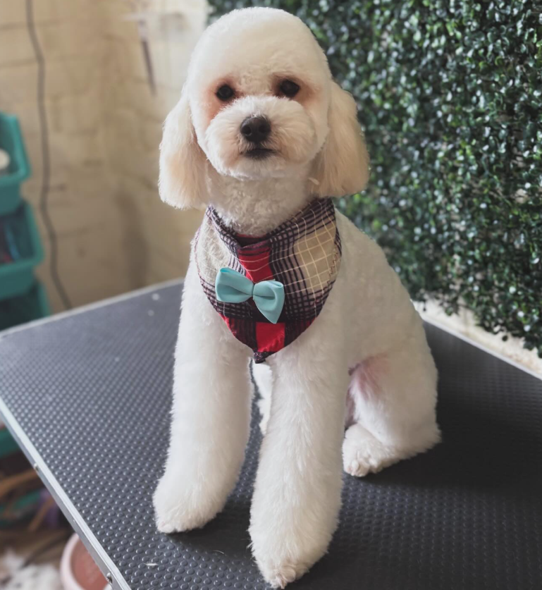 Caniche blanco con pañoleta escocesa tras su peluquería